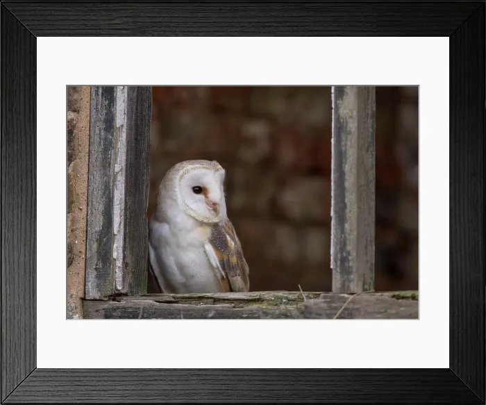 Framed Print : Barn Owl (Tyto Alba) in barn window. Captive Framed Print : Barn Owl (Tyto Alba) in barn window. Captive