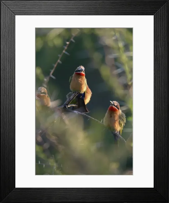 Framed Print : Whitefronted Bee-eater (Merops bullockoides) perched on an acacia branch