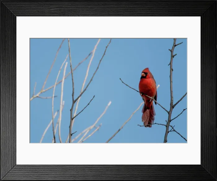 Framed Print : Northern Cardinal Male (Cardinalis cardinalis) sirtting high up in tree Framed Print : Northern Cardinal Male (Cardinalis cardinalis) sirtting high up in tree