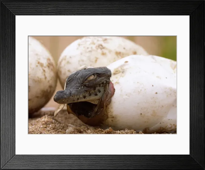 Framed Print : Nile Crocodile (Crocodylus niloticus) emerging from egg