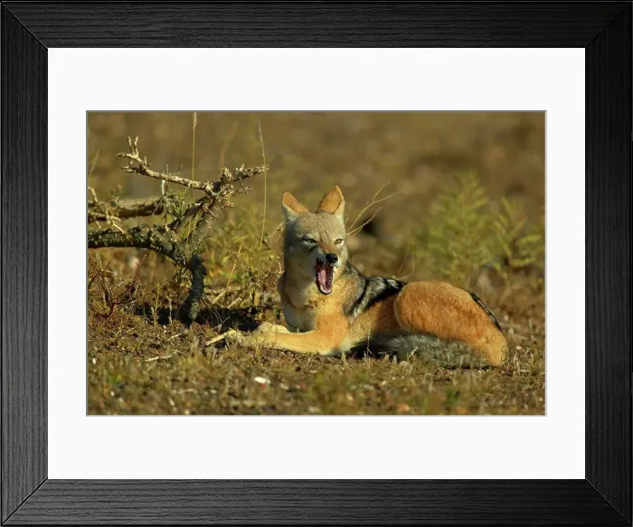 Framed Print : Blackbacked Jackal (Canis mesomelas) in veld with a stick stuck in its mouth