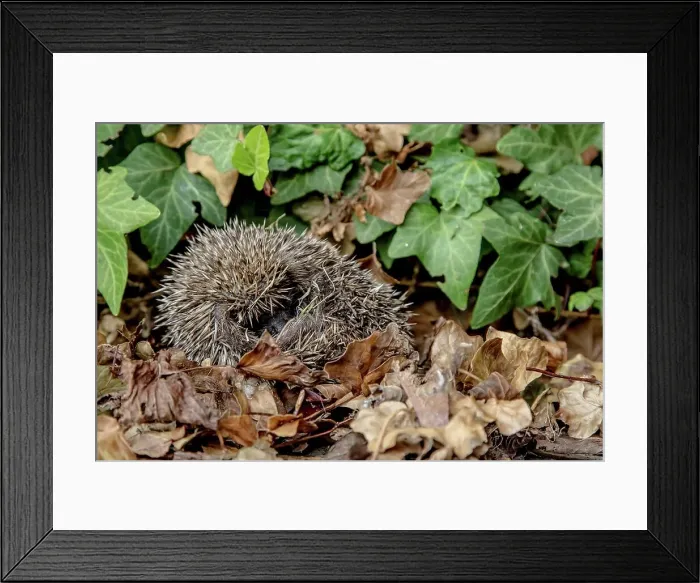 Framed Print : Hedgehog (Erinaceomorpha) garden lawn. Norfolk Framed Print : Hedgehog (Erinaceomorpha) garden lawn. Norfolk