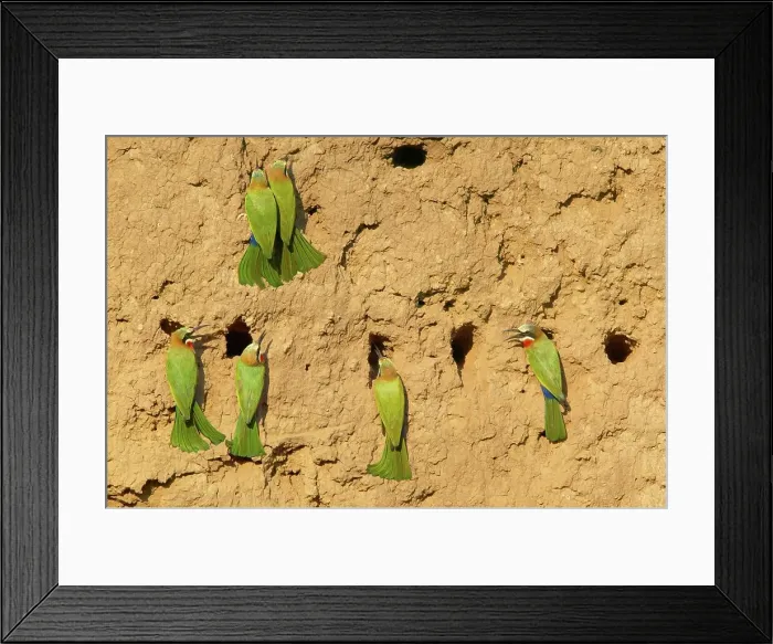 Framed Print : Whitefronted Bee-eater (Merops bullockoides) at their nests Framed Print : Whitefronted Bee-eater (Merops bullockoides) at their nests