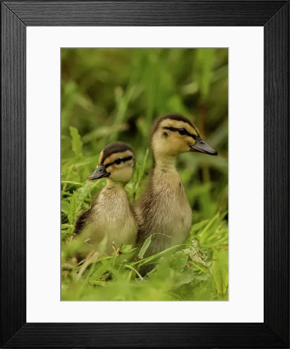 Framed Print : Mallard ducklings (Anus playrhynchos) Norfolk Framed Print : Mallard ducklings (Anus playrhynchos) Norfolk