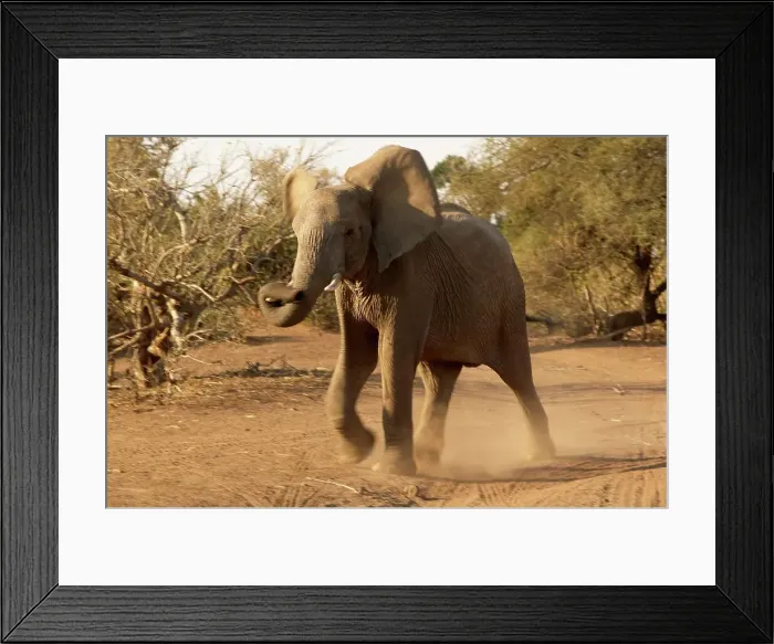 Framed Print : Elephants (Loxodonta africana) charging - showing aggression Framed Print : Elephants (Loxodonta africana) charging - showing aggression