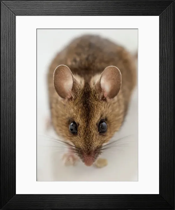 Framed Print : Mouse close-up portrait, Norfolk Framed Print : Mouse close-up portrait, Norfolk