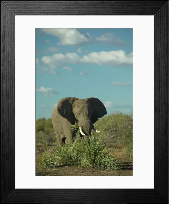 Framed Print : Elephant (Loxodonta africana) feeding Framed Print : Elephant (Loxodonta africana) feeding