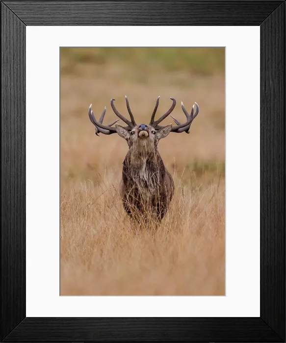 Framed Print : Red Deer Stag (Cervus elaphus) Leicestershire