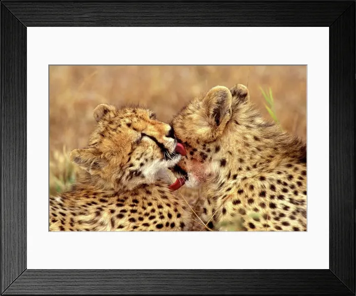 Framed Print : Cheetah (Acinonyx jubatus) cubs grooming each other after feeding