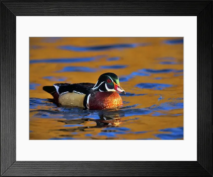 Framed Print : Canada, British Columbia, Vancouver island