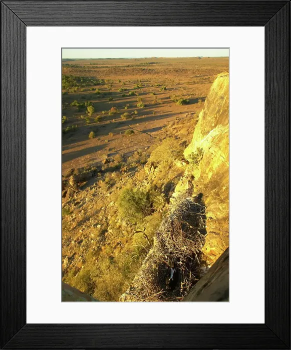 Framed Print : Black Eagle. Birds eye view from nest