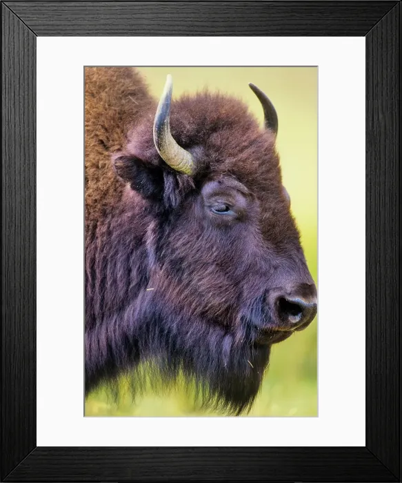 Framed Print : Canada, Alberta, Waterton National Park Framed Print : Canada, Alberta, Waterton National Park