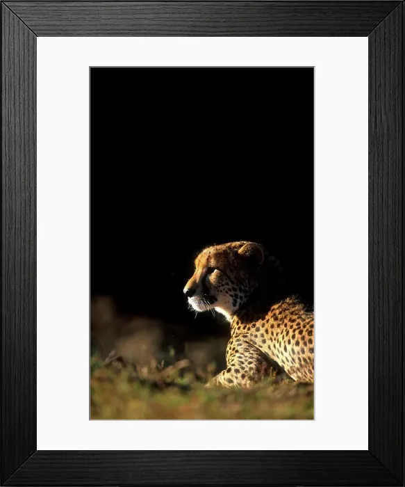 Framed Print : Cheetah Portrait. Phinda Game reserve Framed Print : Cheetah Portrait. Phinda Game reserve