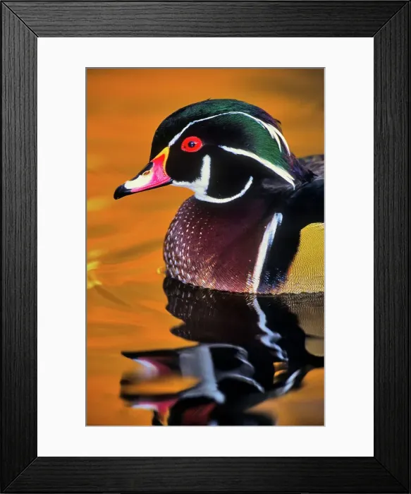 Framed Print : Canada, British Columbia, Vancouver island Framed Print : Canada, British Columbia, Vancouver island