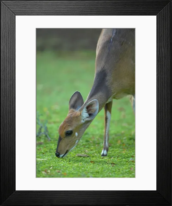 Framed Print : Bushbuck (Tragelaphus spekei) female feeding Framed Print : Bushbuck (Tragelaphus spekei) female feeding
