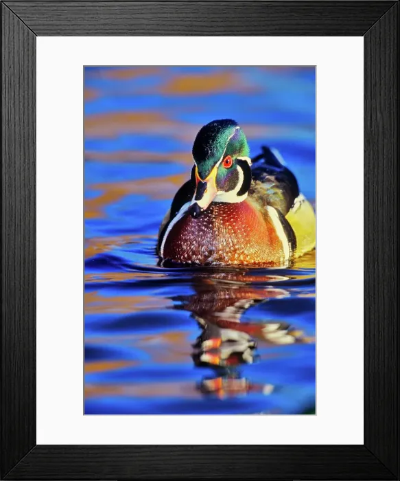 Framed Print : Canada, British Columbia, Vancouver island Framed Print : Canada, British Columbia, Vancouver island
