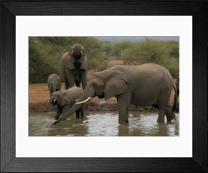 Framed Print : Elephant (Loxodonta africana) cows and calves drinking at waterhole