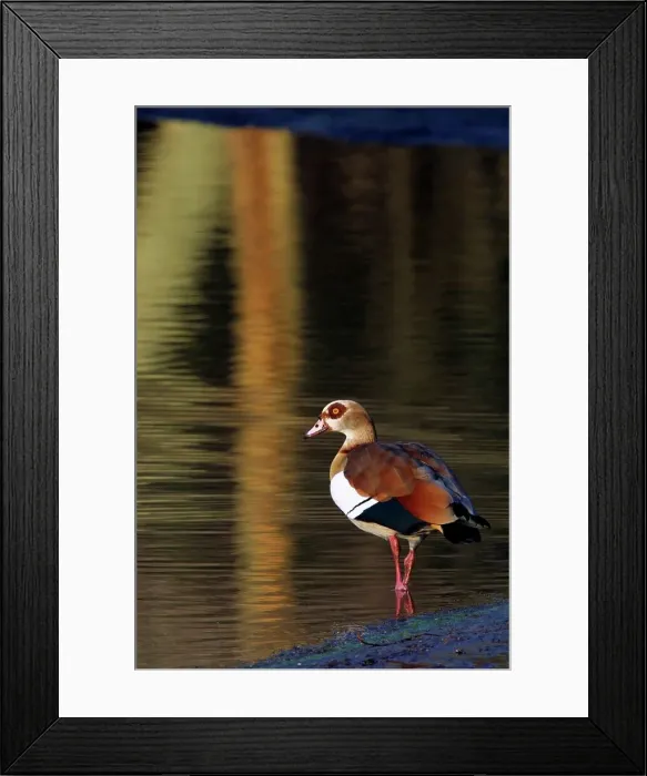 Framed Print : Egyptian Goose. Inyamithi Pan. Ndumu Game Reserve Framed Print : Egyptian Goose. Inyamithi Pan. Ndumu Game Reserve