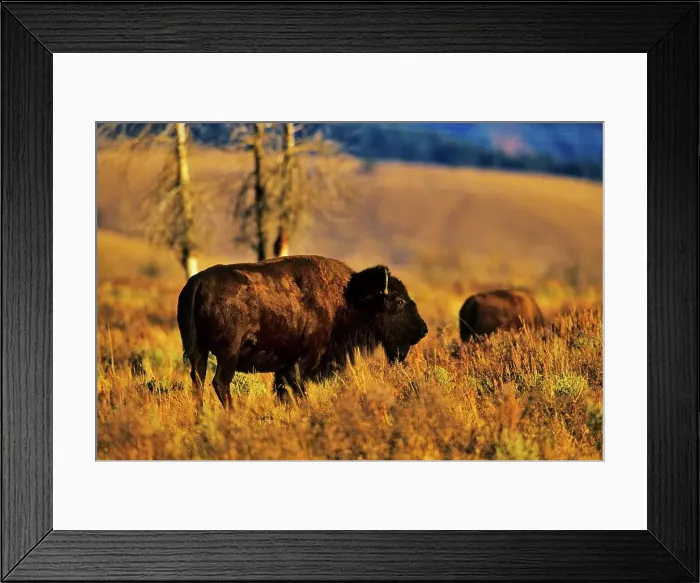 Framed Print : USA, Wyoming, Grand Teton National Park Framed Print : USA, Wyoming, Grand Teton National Park
