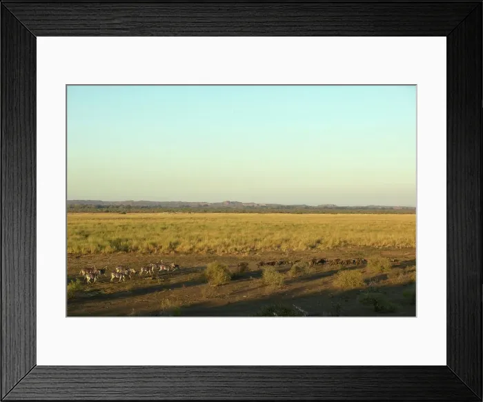 Framed Print : Burchell's Zebra (Equus burchelli) and Blue Wildebeest (Connochaetes gnou) running at Nel's Vlei Framed Print : Burchell's Zebra (Equus burchelli) and Blue Wildebeest (Connochaetes gnou) running at Nel's Vlei