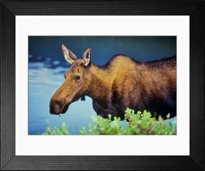 Framed Print : Canada, Alberta, Jasper National Park Framed Print : Canada, Alberta, Jasper National Park