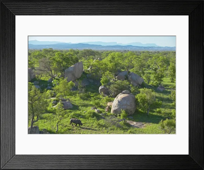 Framed Print : White Rhino (Ceratotherium simum) in veld
