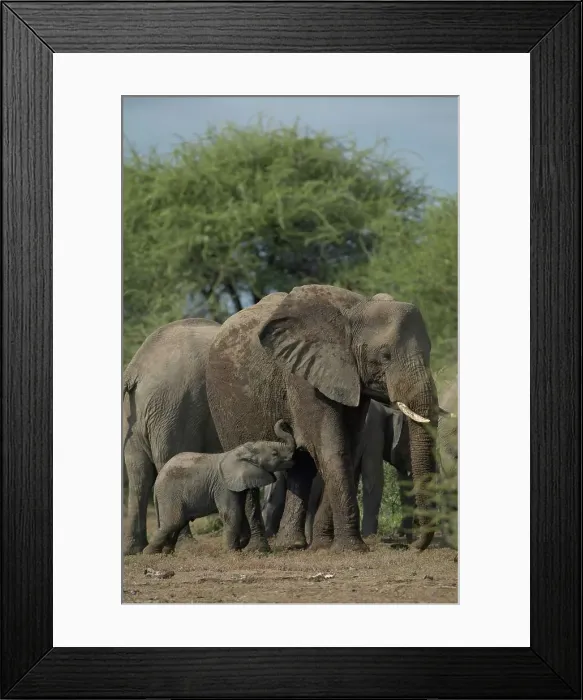 Framed Print : Elephant (Loxodonta africana) calf about to suckle from its mother Framed Print : Elephant (Loxodonta africana) calf about to suckle from its mother