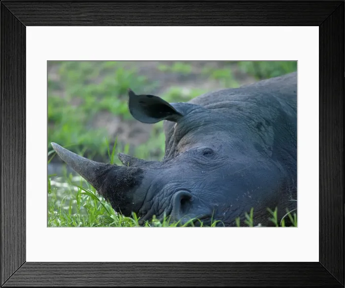 Framed Print : White Rhino (Ceratotherium simum) Framed Print : White Rhino (Ceratotherium simum)
