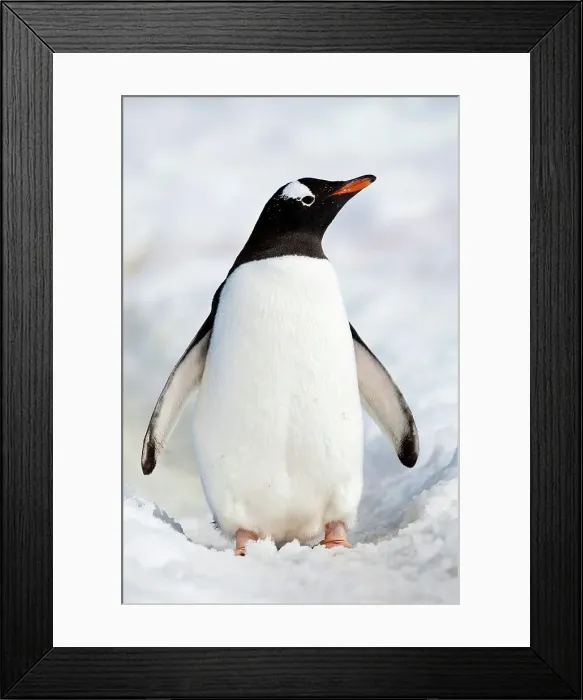 Framed Print : Gentoo penguin (Pygoscelis papua) standing on a snow covered landscape Framed Print : Gentoo penguin (Pygoscelis papua) standing on a snow covered landscape
