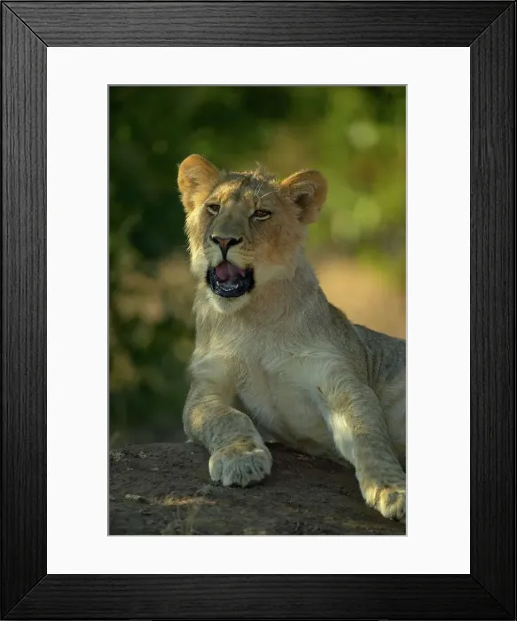 Framed Print : Lion (Panthera leo)cub on termite mound yawning Framed Print : Lion (Panthera leo)cub on termite mound yawning