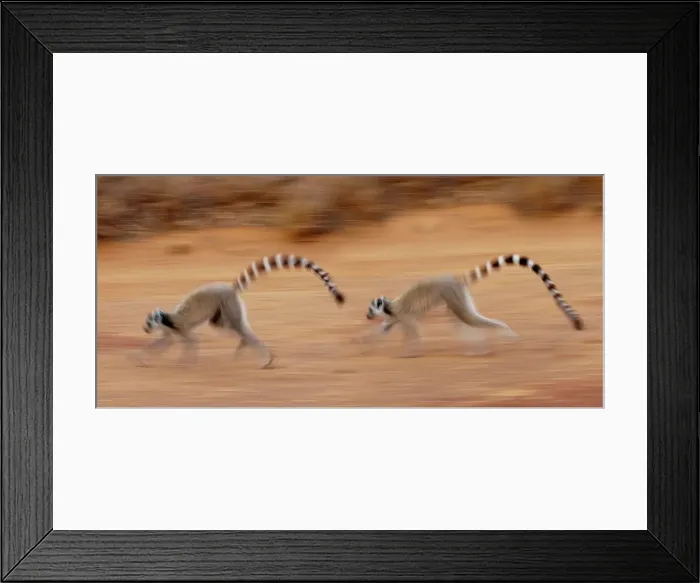 Framed Print : Female Ring-Tailed lemurs (Lemur catta) running in a field Framed Print : Female Ring-Tailed lemurs (Lemur catta) running in a field