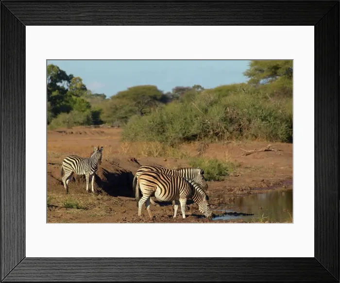 Framed Print : Burchell's Zebra (Equus burchelli) drinking at waterhole Framed Print : Burchell's Zebra (Equus burchelli) drinking at waterhole