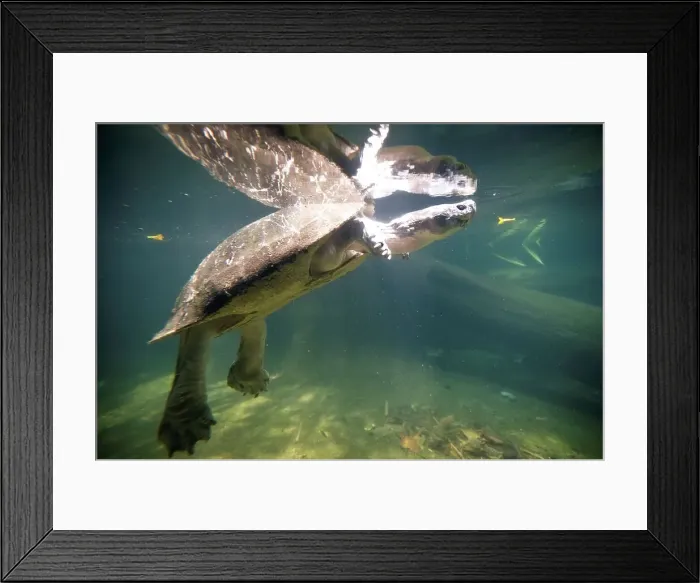 Framed Print : Malayan Giant River Terrapin (Orlitia borneensis) swimming underwater