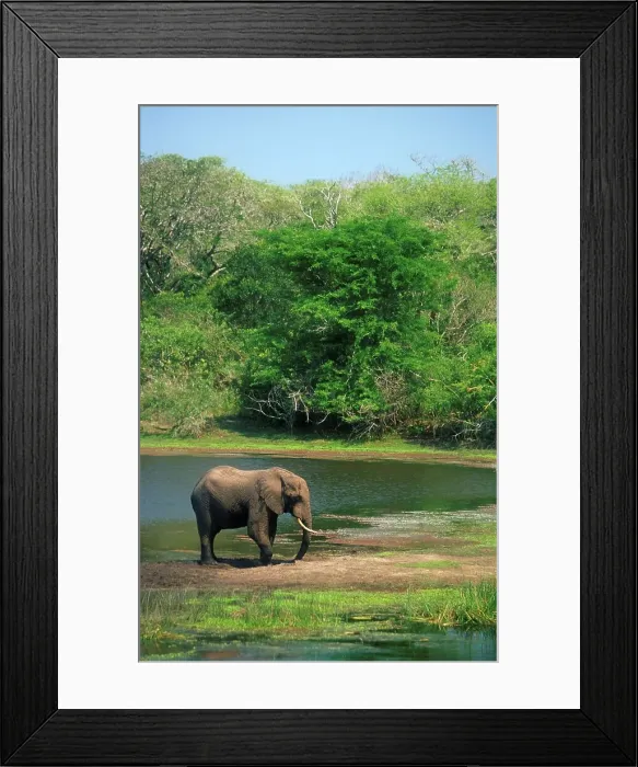 Framed Print : Elephant drinking. Thembe Elephant Park Framed Print : Elephant drinking. Thembe Elephant Park