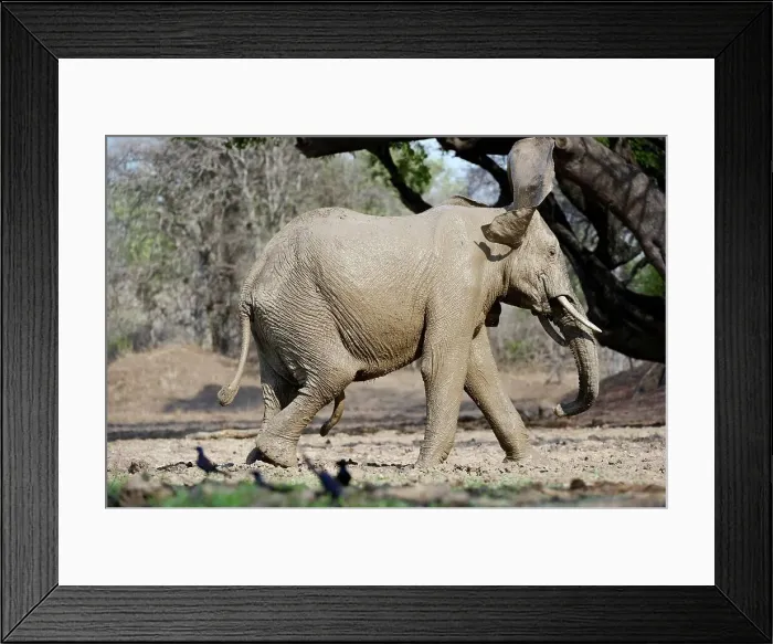 Framed Print : Bull African elephant (Loxodonta africana) having a mud bath at a waterhole on the banks of the Luangwa River Framed Print : Bull African elephant (Loxodonta africana) having a mud bath at a waterhole on the banks of the Luangwa River