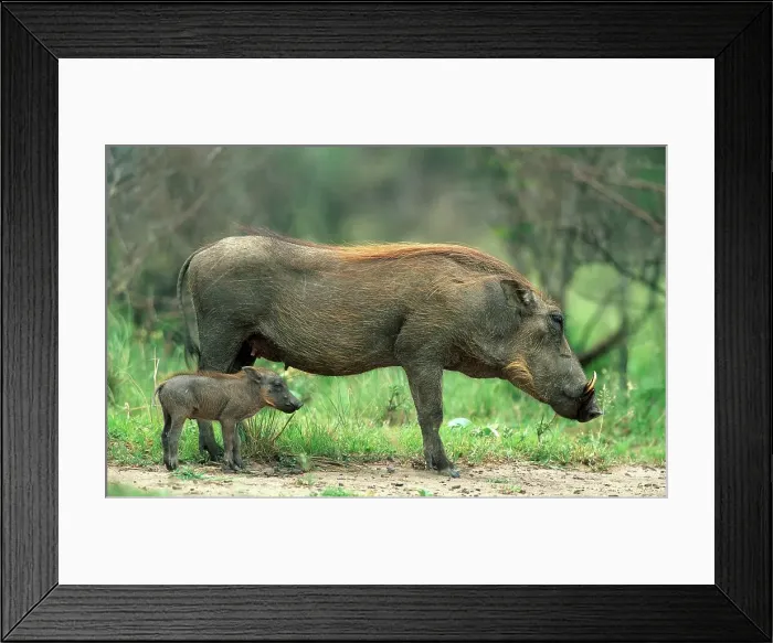Framed Print : Warthog adult and offspring in veld Framed Print : Warthog adult and offspring in veld