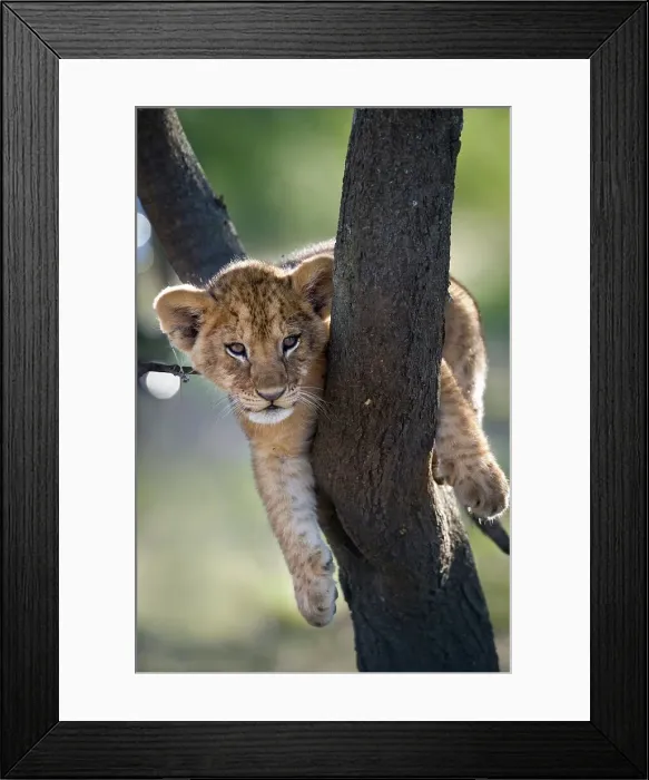 Framed Print : Lion cub (Panthera leo) resting on tree Framed Print : Lion cub (Panthera leo) resting on tree