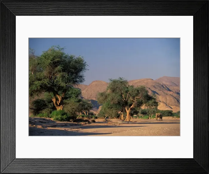 Framed Print : Desert Elephant in dry river bed