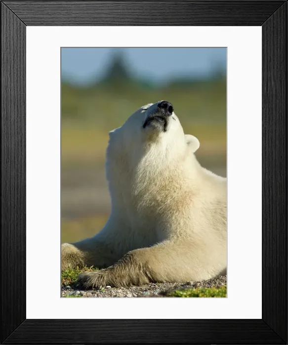 Framed Print : Adult Polar bear (Ursus maritimus) smelling the air