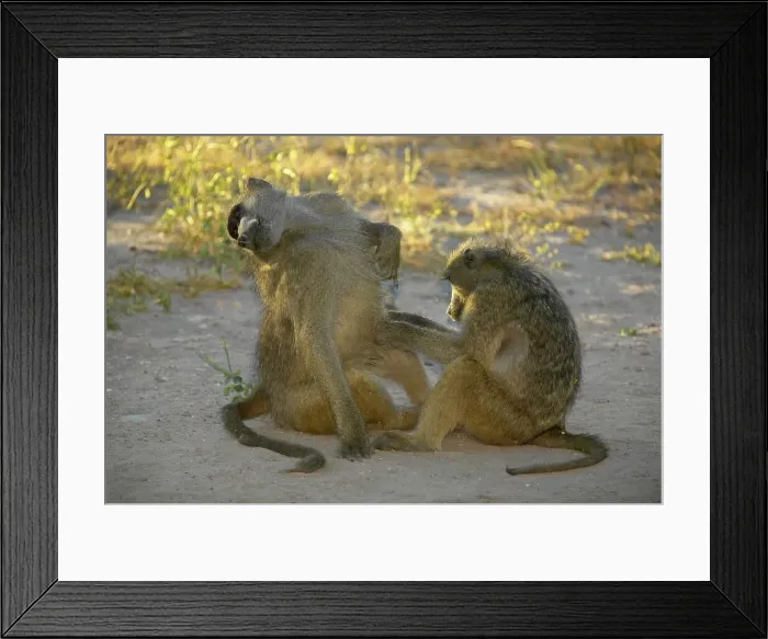Framed Print : Chacma Baboon (Papio cynocephalus) grooming each other Framed Print : Chacma Baboon (Papio cynocephalus) grooming each other