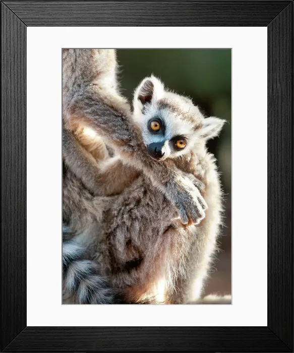 Framed Print : Infant Ring-Tailed lemur (Lemur catta) 6-8 weeks clinging to mother