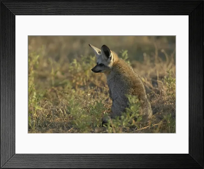 Framed Print : Bat-Eared Fox (Otocyon meaglotis) in veld in early morning Framed Print : Bat-Eared Fox (Otocyon meaglotis) in veld in early morning