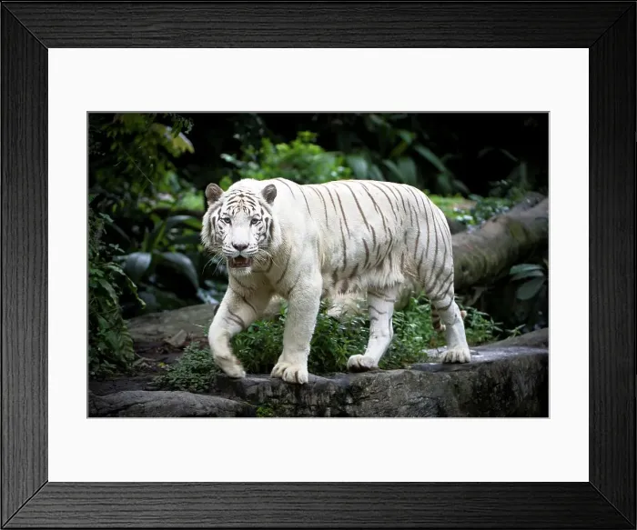 Framed Print : Male White tiger (Panthera tigris tigris) in captivity at Singapore Zoo