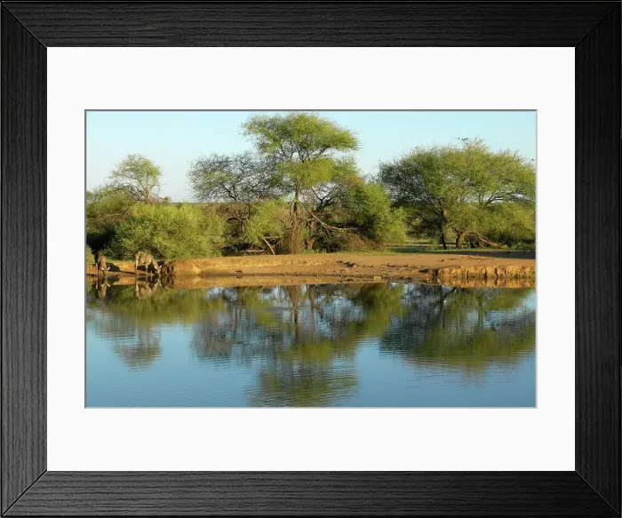 Framed Print : Waterbuck (Kobus ellipisiprymnus) drinking at waterhole Framed Print : Waterbuck (Kobus ellipisiprymnus) drinking at waterhole