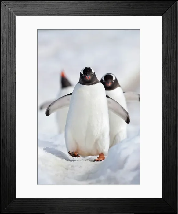 Framed Print : Gentoo penguins (Pygoscelis papua) marching in snow Framed Print : Gentoo penguins (Pygoscelis papua) marching in snow