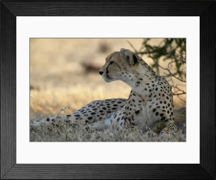 Framed Print : Cheetah (Acinonyx jubatus) lying in shade Framed Print : Cheetah (Acinonyx jubatus) lying in shade