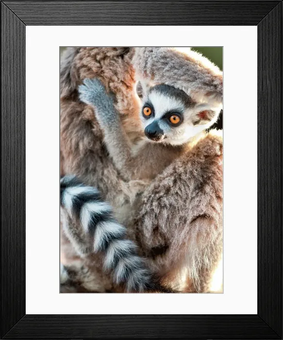 Framed Print : Infant Ring-Tailed lemur (Lemur catta) 6-8 weeks clinging to mother Framed Print : Infant Ring-Tailed lemur (Lemur catta) 6-8 weeks clinging to mother