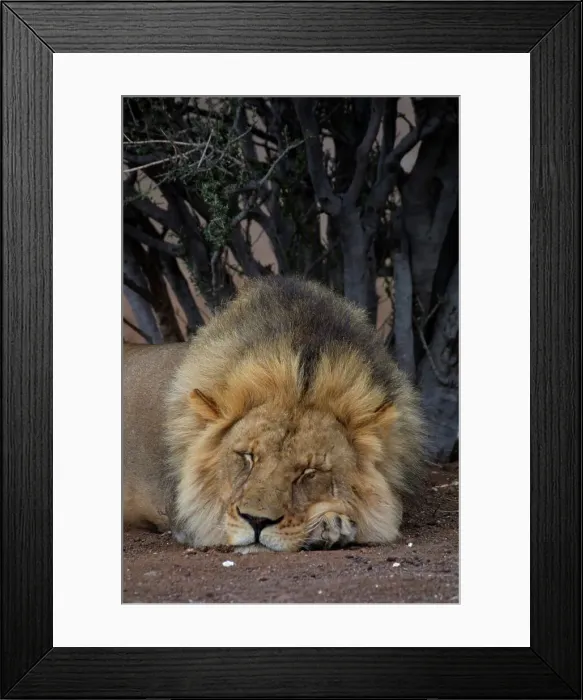 Framed Print : Lion (Panthera leo) sleeping. Mashatu Game Reserve Framed Print : Lion (Panthera leo) sleeping. Mashatu Game Reserve