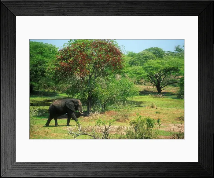 Framed Print : Elephant walking in veld. Thembe Elephant Park Framed Print : Elephant walking in veld. Thembe Elephant Park