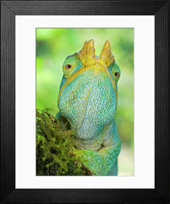 Framed Print : Male Parson's chameleon (Calumma parsonii) hunting for prey Framed Print : Male Parson's chameleon (Calumma parsonii) hunting for prey